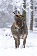 Thuringian forest donkey in winter in the forest