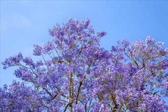Jacaranda tree in full bloom