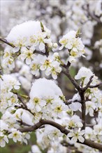Snow-covered pear tree blossoms after the onset of winter