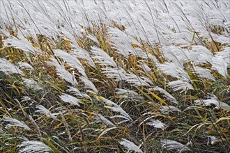 Amur silver grass