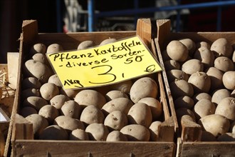 Seed potatoes with price tag in a wooden box on a market stall