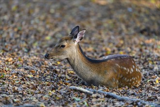 Sika Deer