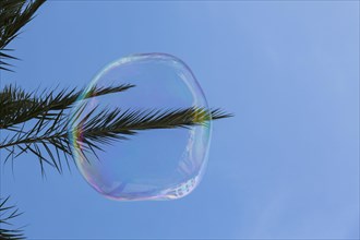 Soap bubble in front of palm tree