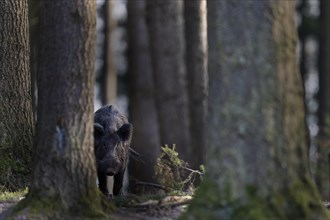 Wild boar boar at the Kirrung. Bitburg