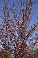 Japanese flowering plum