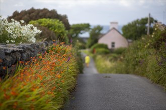 Irish summer hedge colours as woman goes walking near Renvyle. Renvyle