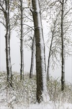 Blossoming cherry trees in winter