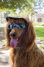 Dressed-up dog iat Balboa park