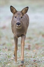 Roe Deer