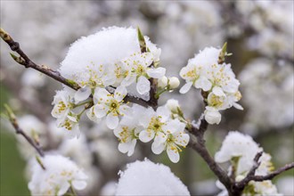 Snow-covered pear tree blossoms after the onset of winter