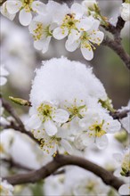 Snow-covered pear tree blossoms after the onset of winter