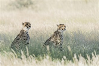 Cheetahs sitting in grass