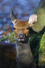 Sika Deer