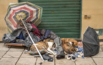 Cat and sleeping dogs of a homeless man