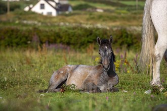 Young foal with mother on Irish landscape along Wild Atlantic way at Renvyle. County Galway