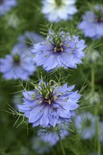 Love-in-a-mist