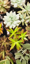 Abstract overhead of various succulent plants at nursery