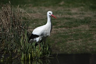 Weissstorch