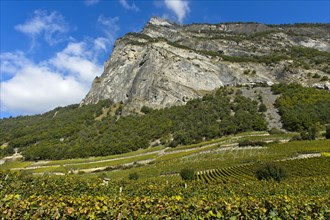Rebstoecke im Weinanbaugebiet Leytron am Fuss der Bergspitze Ardeve