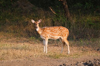 Young female chital or spotted deer grazing in fresh green grass in the forest of Ranthambore National Park. Safari