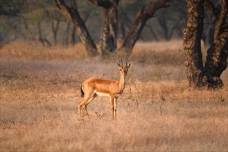 Young Indian bennetti gazelle or chinkara walking and grazing in the forest of Rathnambore National Park. Tourism elecogy environment background. Rajasthan