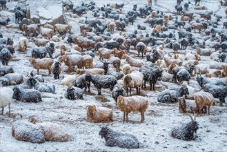 Cattle in the snow. Western Mongolia