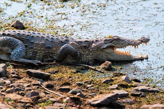 Snub Nosed Marsh Crocodile mugger crocodile