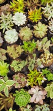 Abstract overhead of various succulent plants at nursery