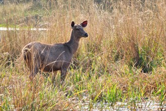 Female blue bull or nilgai is an asian antelope walking in the forest. Nilgai is endemic to Indian subcontinent. Ranthambore National park