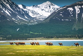 Altai mountain camels go back to their own place. Western Mongolia
