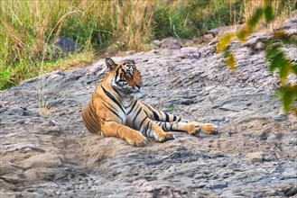 Beautiful Royal Bengal Tiger
