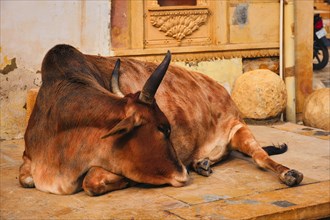 Indian cow resting sleeping in the street. Cow is a sacred animal in India. Jasialmer fort