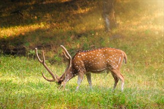 Beautiful male chital or spotted deer grazing in grass in Ranthambore National Park
