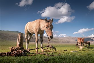 Baby foal waiting for its mother. Western Mongolia. Summertime