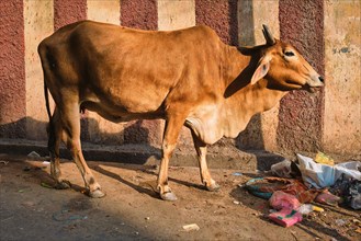Cow in the street of India. Cow is a holy sacred animal in India. Jodhpur
