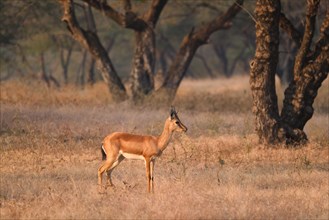 Young Indian bennetti gazelle or chinkara walking and grazing in the forest of Rathnambore National Park. Tourism elecogy environment background. Rajasthan