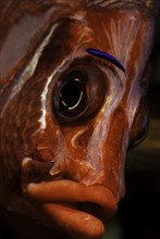Grossdorn-Husarenfisch