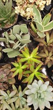 Abstract overhead of various succulent plants at nursery