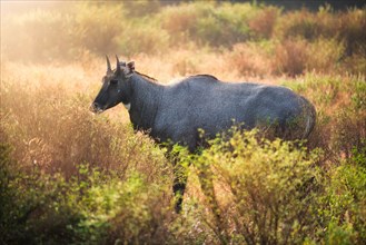 Adult blue bull or nilgai is an asian antelope walking in the forest. Nilgai is endemic to Indian subcontinent. Ranthambore National park