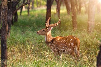 Beautiful young male chital or spotted deer grazing in grass in Ranthambore National Park