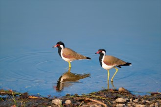 The red-wattled lapwing