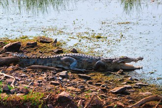 Snub Nosed Marsh Crocodile mugger crocodile