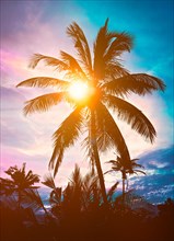 Palm silhouette against sky on sunset