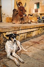 Indian cow and dog resting sleeping in the street. Cow is a sacred animal in India. Jasialmer fort