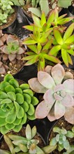 Abstract overhead of various succulent plants at nursery