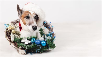 dog wearing hat with christmas decoration