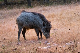 Male Indian wild boar grazing. Ranthambore National Park