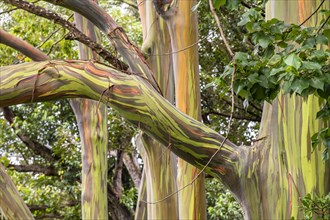Farbige Rinde des Regenbogen Eukalyptus
