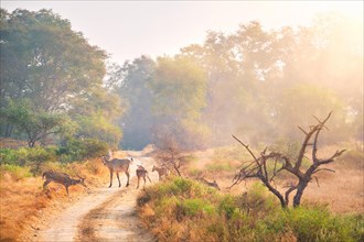 Families of blue bull nilgai and spotted deers chital walking in forest. Safari road