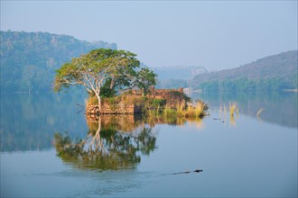 Serene morning on lake Padma Talao. Crocodiles floating. Tree and ruins are reflected in mirror water. Ranthambore National Park